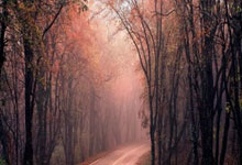 6686体育：国王创NBA奇迹，掘金剑指第3，勇士掉到第10.